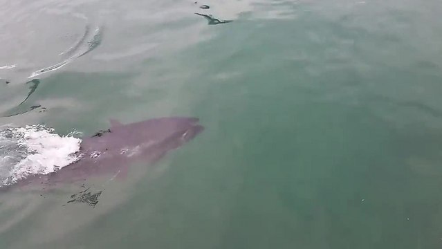 Une mouette se fait gober par un énorme thon