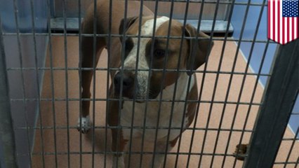 Family pit bull fatally mauls 3-day-old infant after being startled by mom's cough