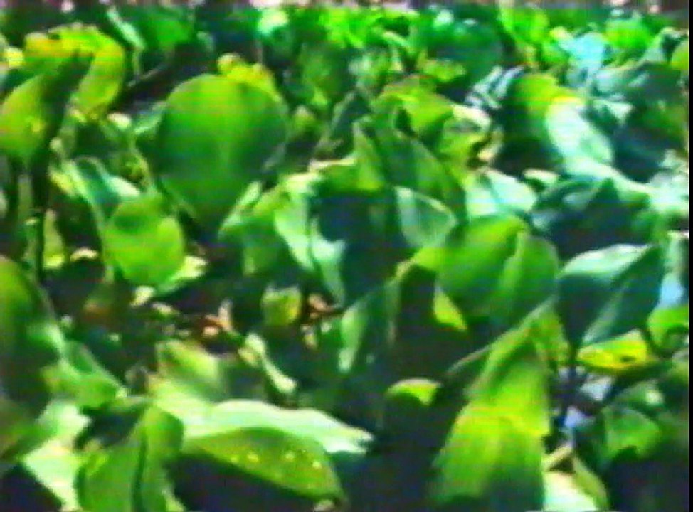 Barbarian Queen (1985) - VHSRip - Rychlodabing