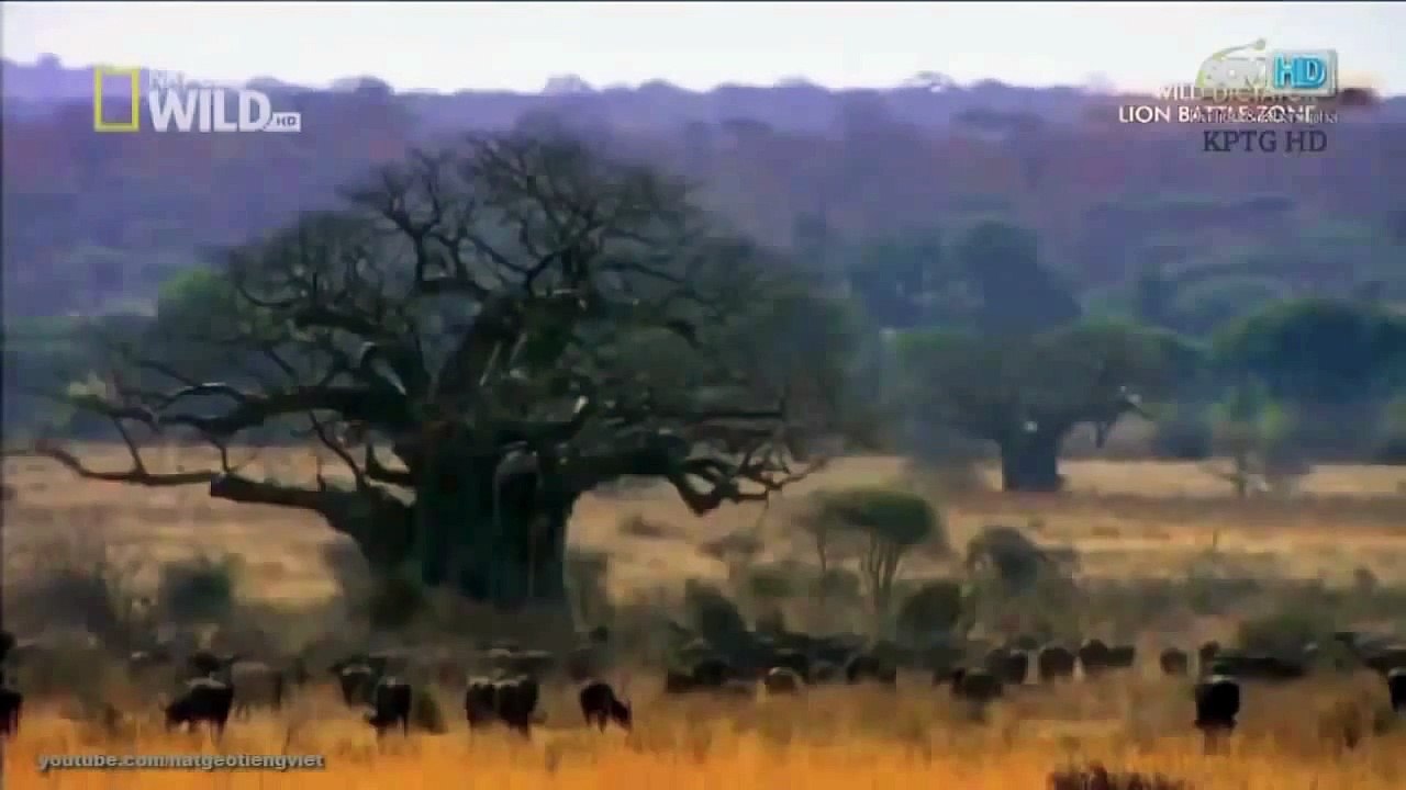 ♦ monde animal Lion Territoire de chasse - World Animal