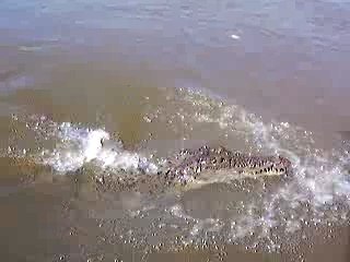 Crocodiles australiens