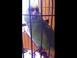 O Que Este Papagaio Faz é Hilariante!! ;)