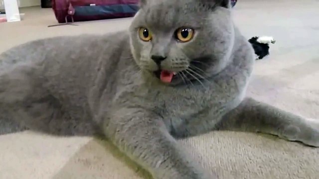 Британский кот как собака