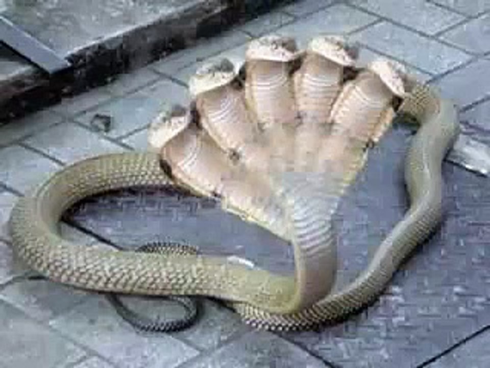 Snake with Seven Heads appears in India