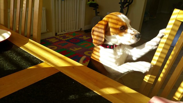 Ce chien veut échanger ses jouets contre un petit-déjeuner