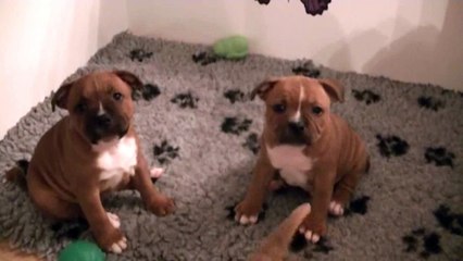 61ème vidéo Les petits chiots staffie de STAFFORDLAND