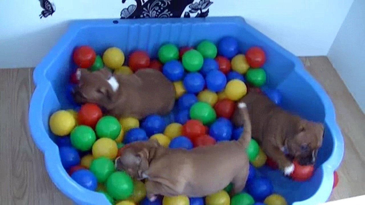 62ème vidéo Les petits chiots staffie de STAFFORDLAND