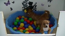 64ème vidéo Les petits chiots staffie de STAFFORDLAND