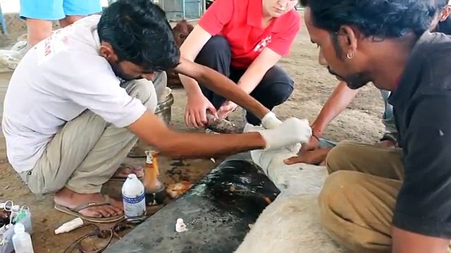 Questo asinello è stato abusato dal suo padrone ma ecco cosa accade...