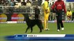 Funny Dog Playing With Cricket Players Cant Stop Laughing