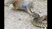 La lotta incredibile tra un serpente e uno scoiattolo