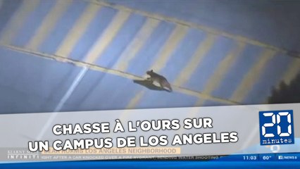 Chasse à l'ours sur un campus de Los Angeles
