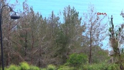 Alanya Kalesi'nde Ağaçlar Kurudu