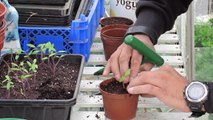 Allotment Diary EP13 - Transplanting Tomatoes & Sowing Runner Beans