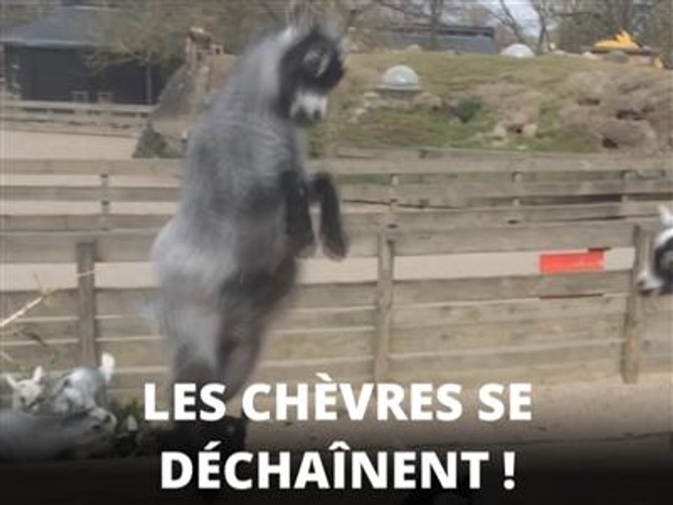 Instant meûgnon : le combat de biquettes