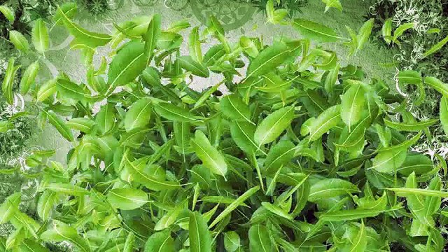 Мелисса Морель Млечный-путь(проект эдем)