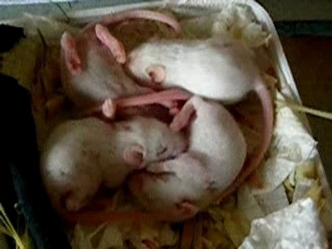 Bébés Fifi 12 jours