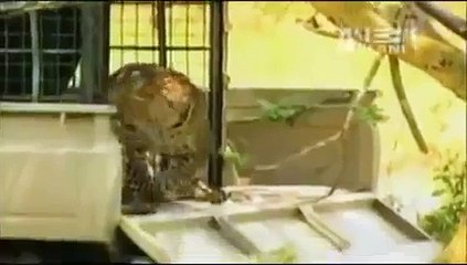 La reazione del leopardo agli uomini dello zoo
