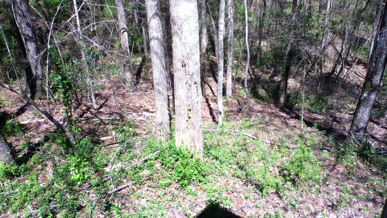Z57 presents Climbing Trees