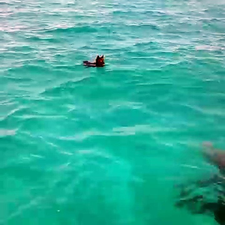 Une Amitié Improbable Entre Un Chien Et Dauphin Qui Nagent Ensemble Au Large Des Côtes Des Bahamas.