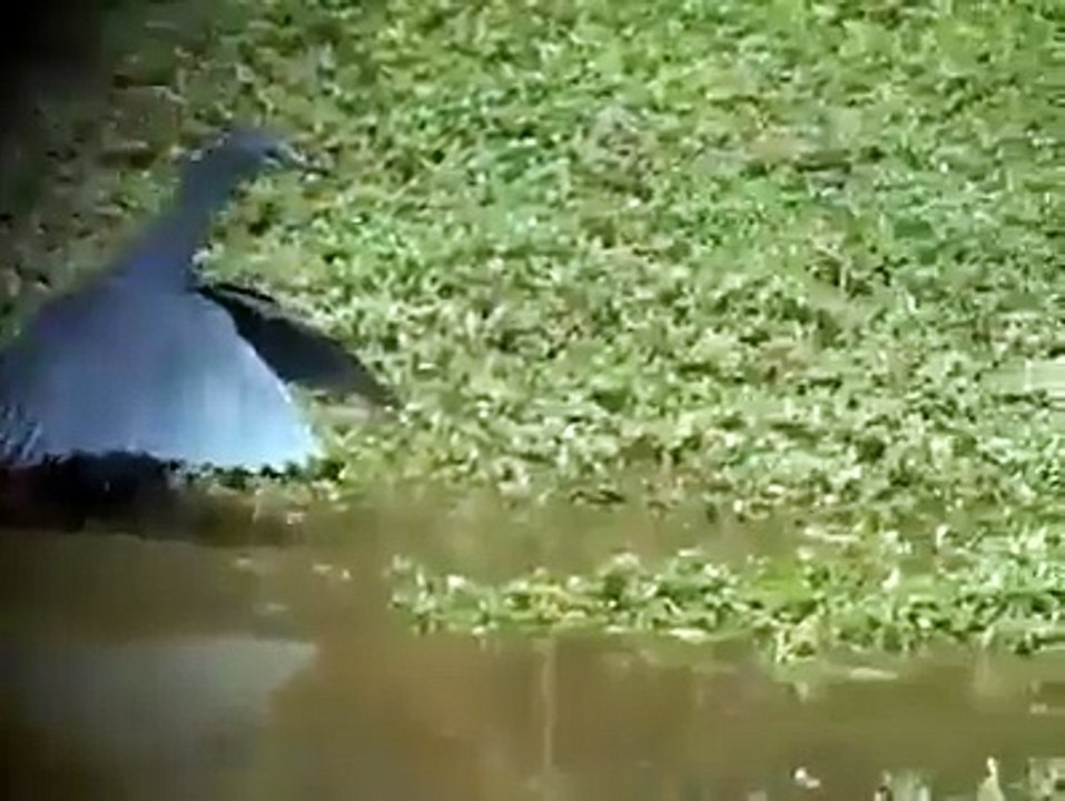 A WONDERFUL BIRD