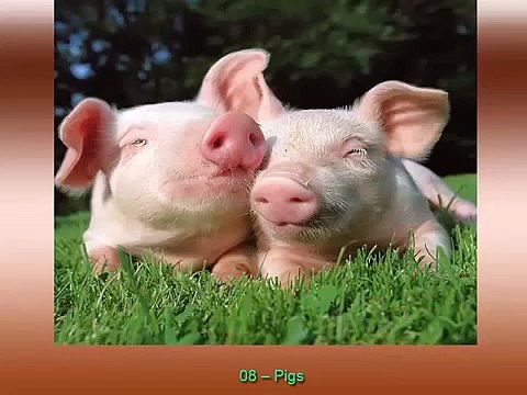 10 самых Умных ЖИВОТНЫХ на Земле