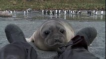 L'attaque la plus adorable du monde : un bébé phoque veut jouer avec la chaussure de cet homme