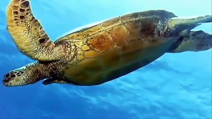 10 очень красивых животных в дикой природе