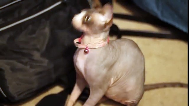 А я Против! Сфинкс против ошейника