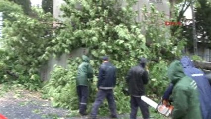 Beşiktaş'ta Asırlık Ağaç Minibüsün Üzerine Devrildi