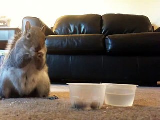 Белка заглянула в гости на обед