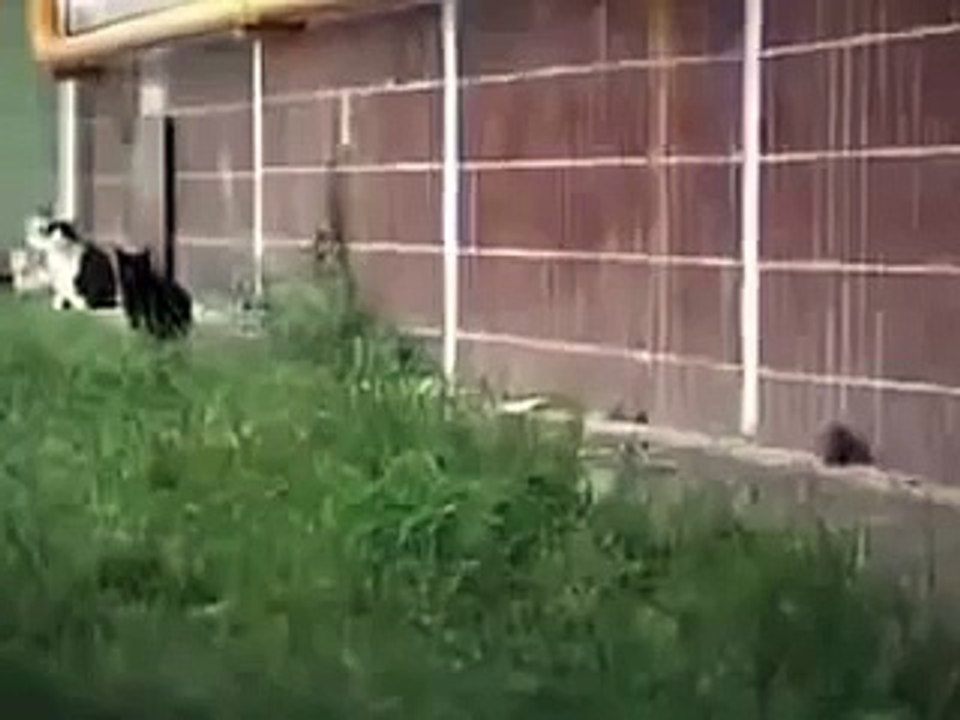 Бесстрашная мышь испугала пять котов