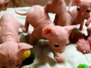 Бесшерстные котята сфинксов