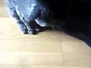 Британский кот