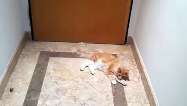 Рыжий котик играет в футбол