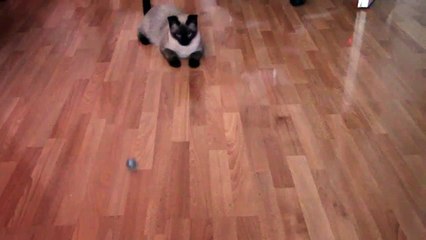 Сиамская киса играет с мячиком