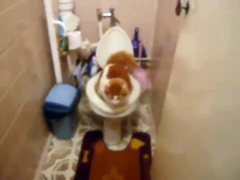 Как воспитанный кот ходит на унитаз
