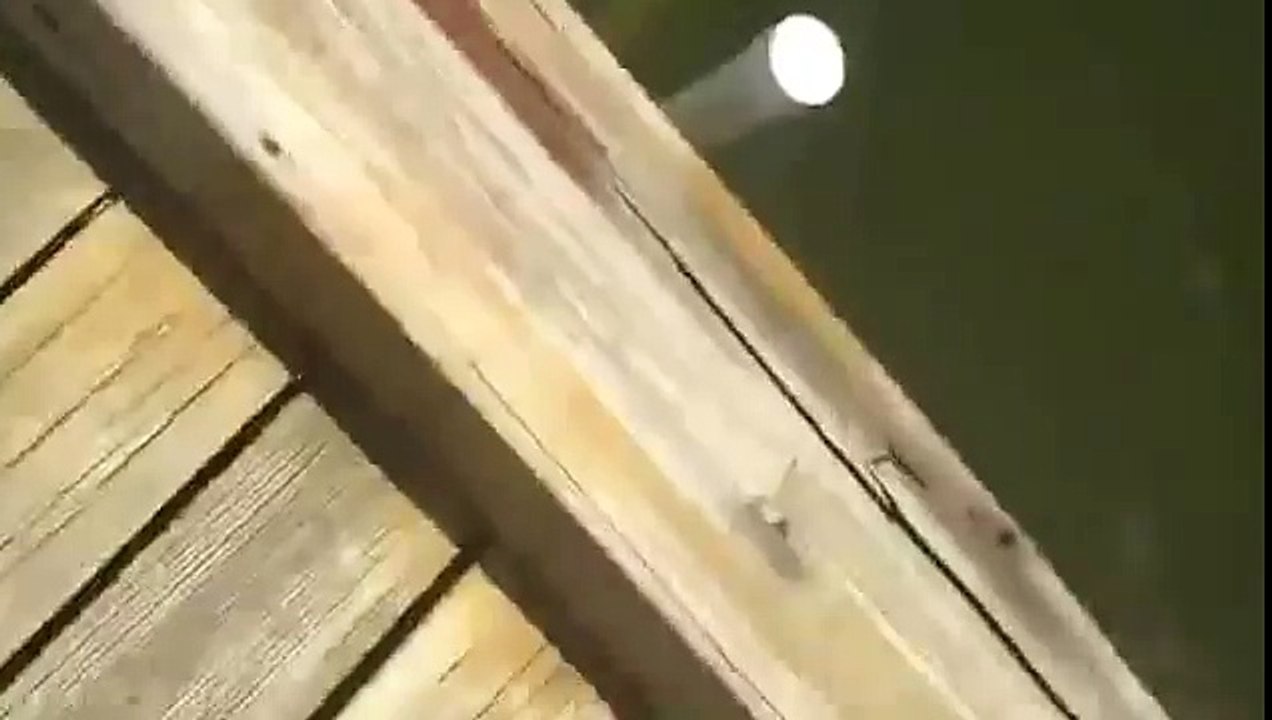 Как Пес плавает с лучшим другом Уткой