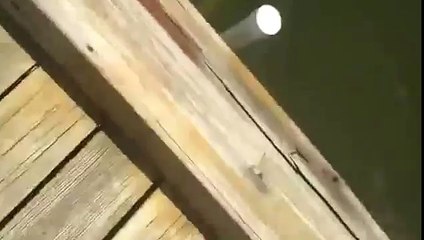 Как Пес плавает с лучшим другом Уткой