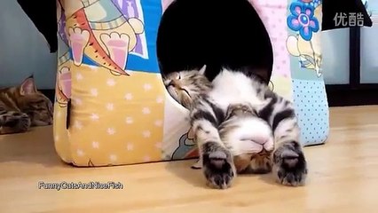 Как спят Котята смешные