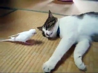 Кот аккуратно играет с попугайчиком