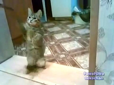 Кот играет боксирует