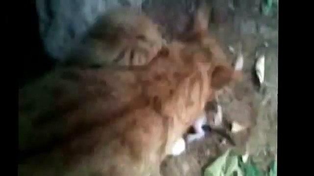 Кошка спасает своего котенка