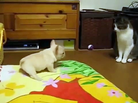 Слон и Моська, нападение щенка на кота