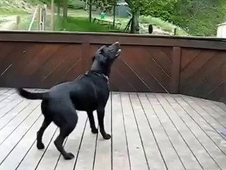 Собака и очень много шариков