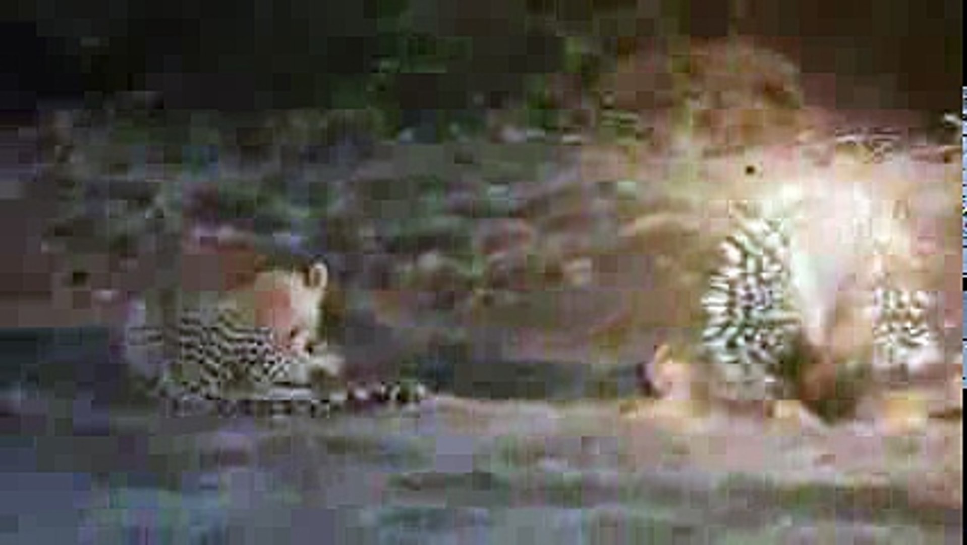 Leopard vs Porcupine - Leopard kill and eat Porcupine - Animals Attack