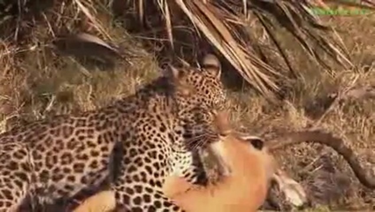 AMAZING Baboons Save Deer From Leopard - Hyena Help Deer, Bear Saves Crow (1)