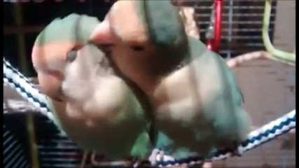 Calvetes - Agapornis Mundo De Mussy