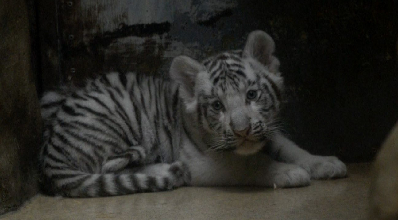 Naissance de bébés tigres blancs indiens au zoo de Liberec