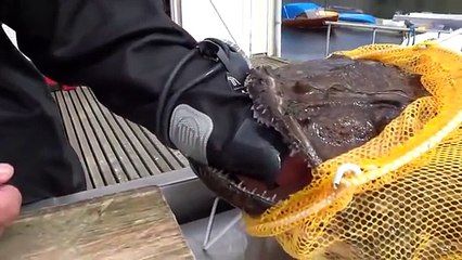 Ce poisson mutant avale la main et le bras d'un pêcheur russe